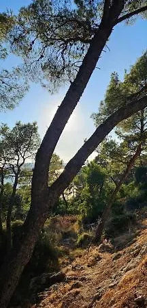 Ellasea - Beachside * Zaboric